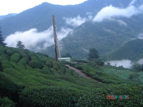 Formosa Dayuling tea