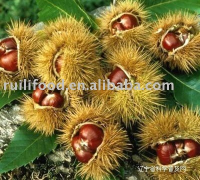 IQF chinese chestnut