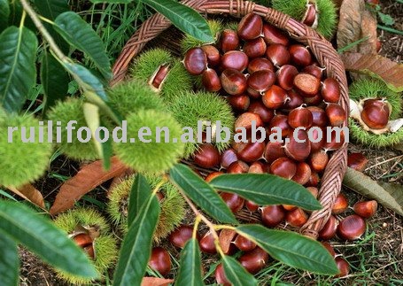 2010 new crop ,organic chestnut are on market
