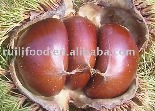 SELL  big frozen chestnut