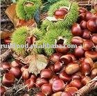 SELL  New Crop chestnut, nuts & kernels,fresh chestnut in shell