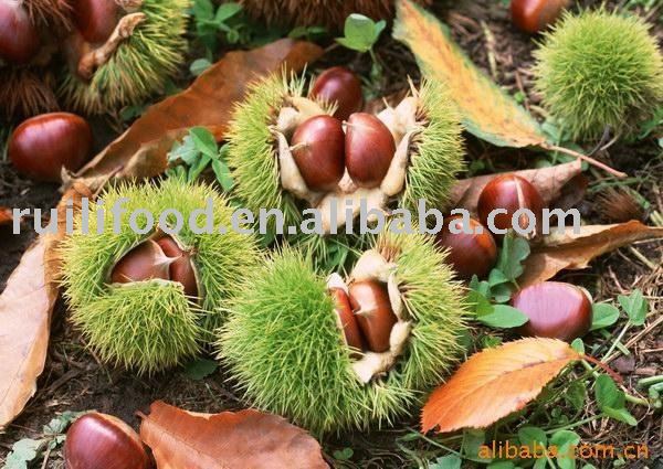 packet chestnut in shell
