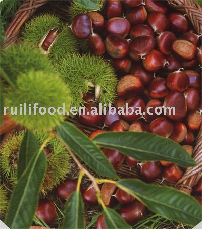 best price   !!! fresh   chestnut  , nuts 