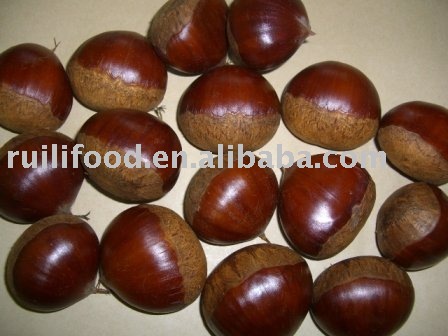 fresh chestnut in shell