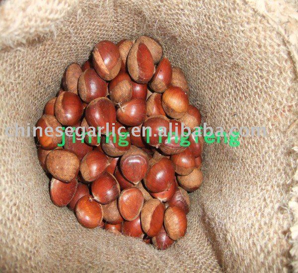 fresh Chestnut