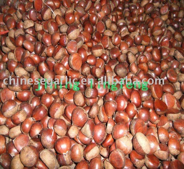 Chinese Chestnut