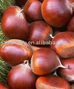 Fresh Chestnuts