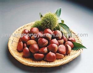 Chinese Chestnut