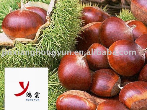 Chestnut kernel