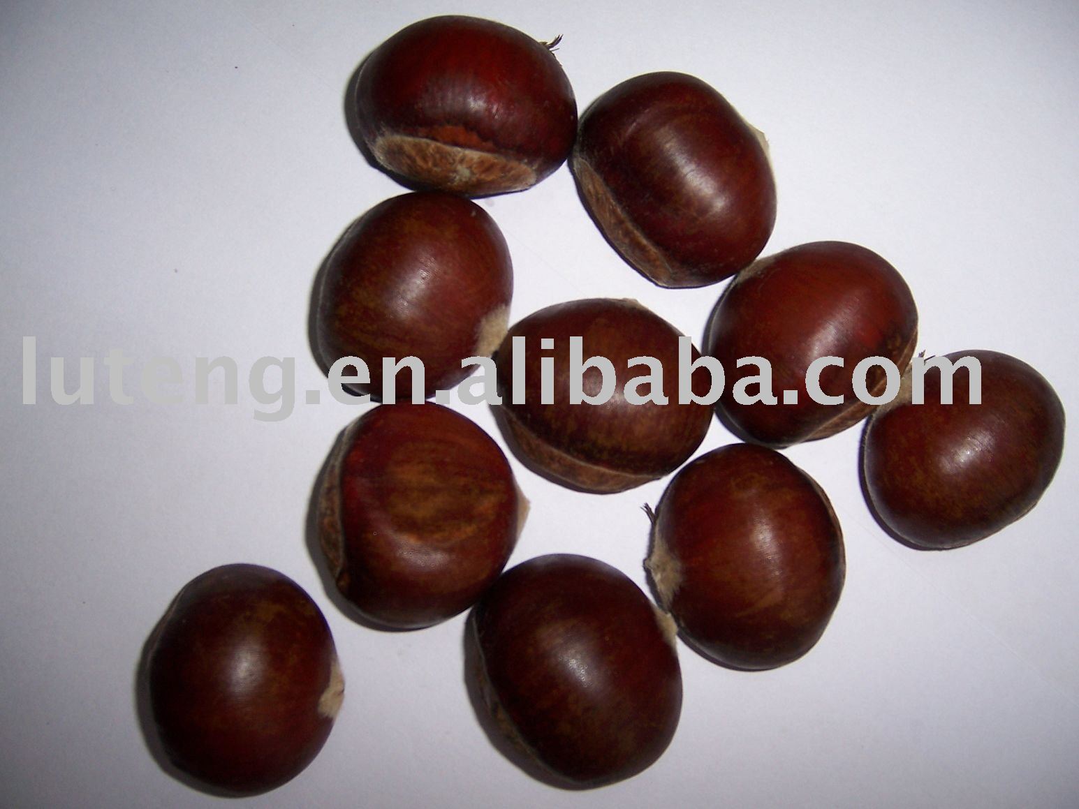 2010 Fresh chestnut