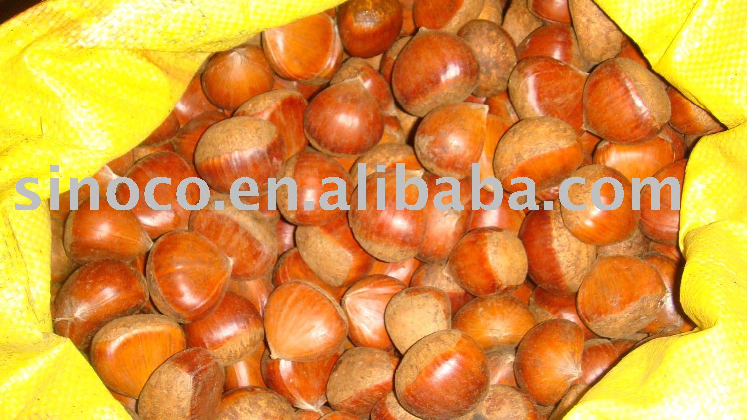 fresh chestnut