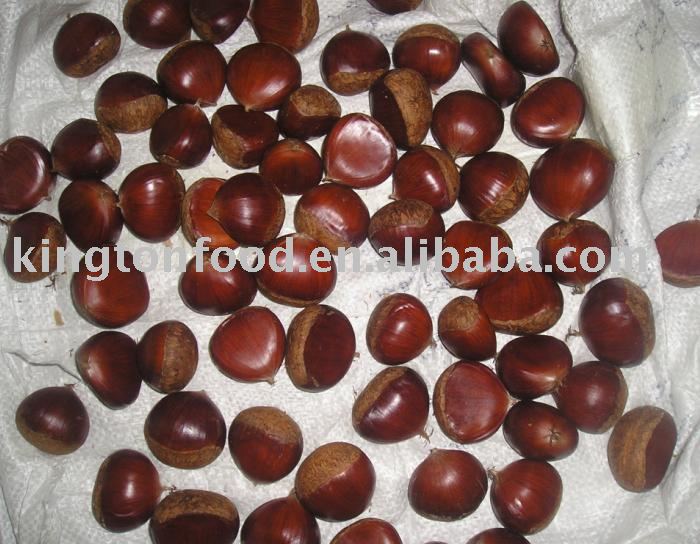 chinese chestnut