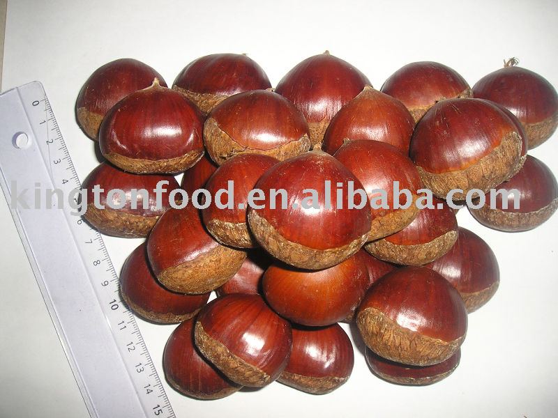 Chestnut
