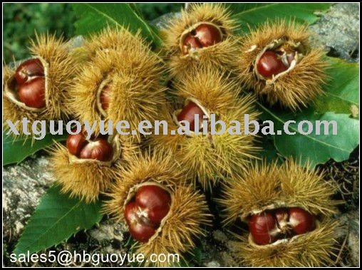 Supply Fresh Raw chestnuts
