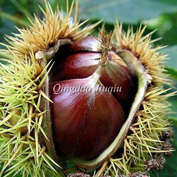 thins skin and big raw chestnuts