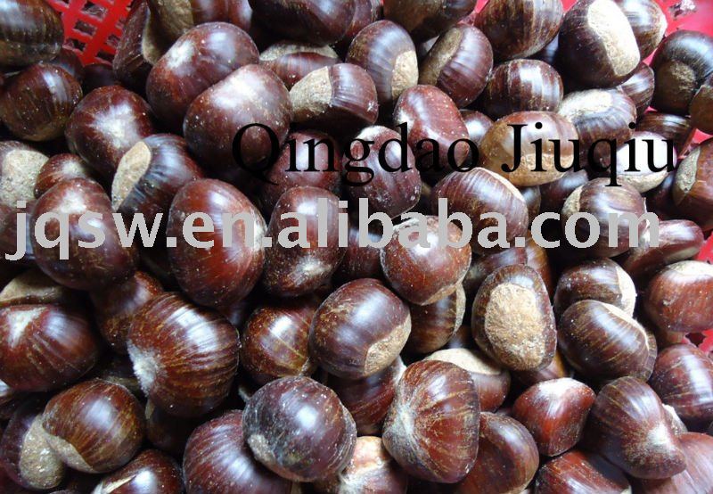 Top Quality Fresh Chestnut Of 2011 New Crop