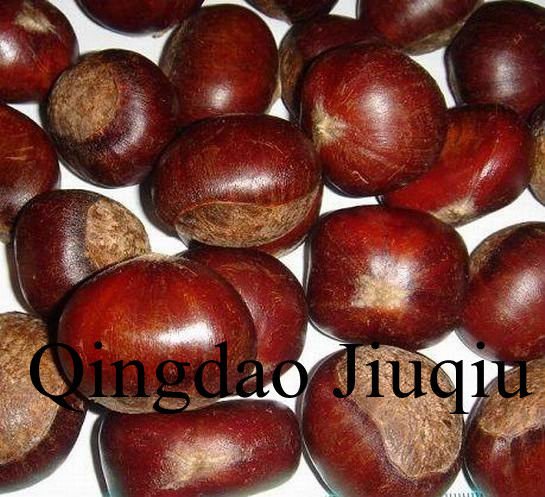  fresh   chestnut   nuts 