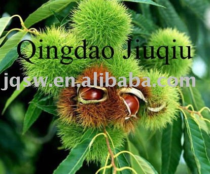 2011 Fresh Chestnut Of High Quality And Good Price