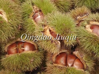 chinese  thin  skin  chest nuts 