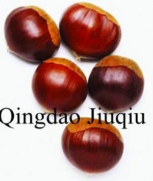  big  raw  fresh   chestnut s
