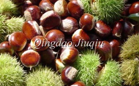 2010 organic fresh raw chestnut
