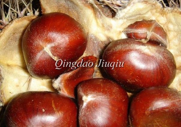delicious chestnuts