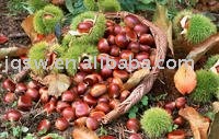 new crop  fresh chestnut