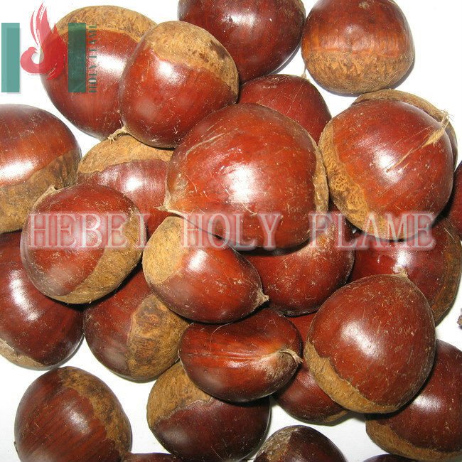 Sweet chestnut