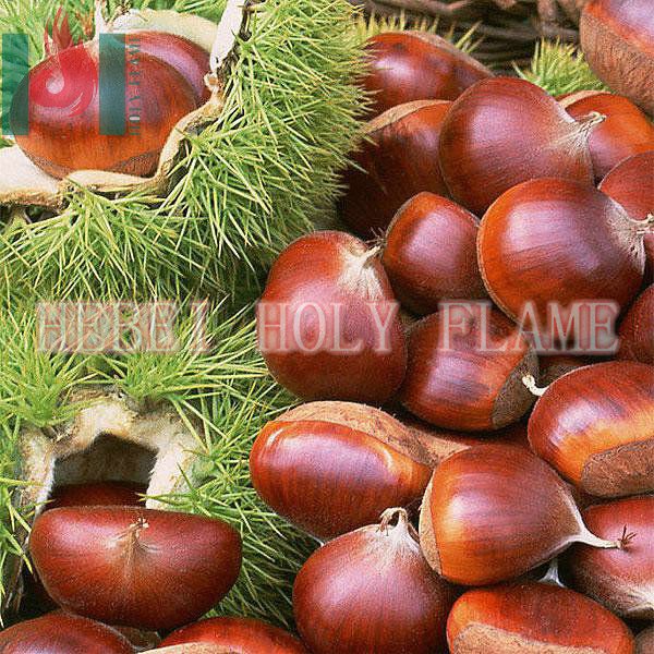 organic chestnuts
