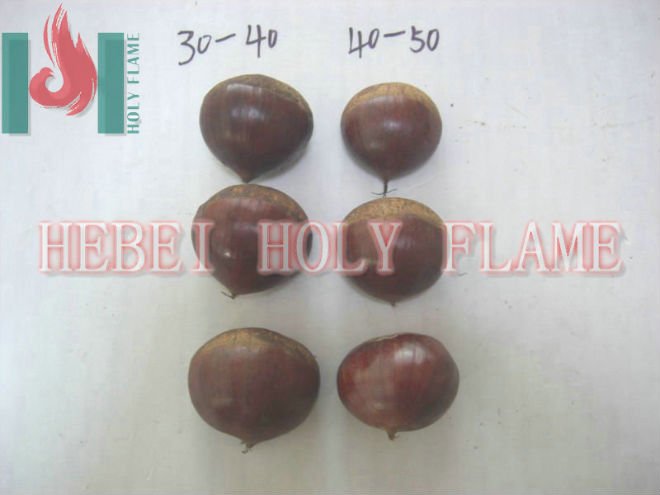 Fresh chestnut 30-40,,40-50