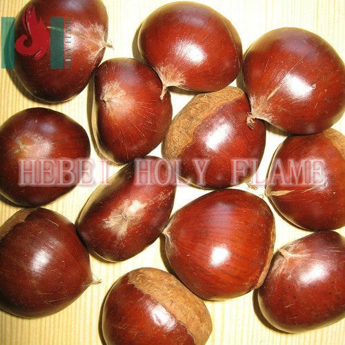 Raw fresh chestnut