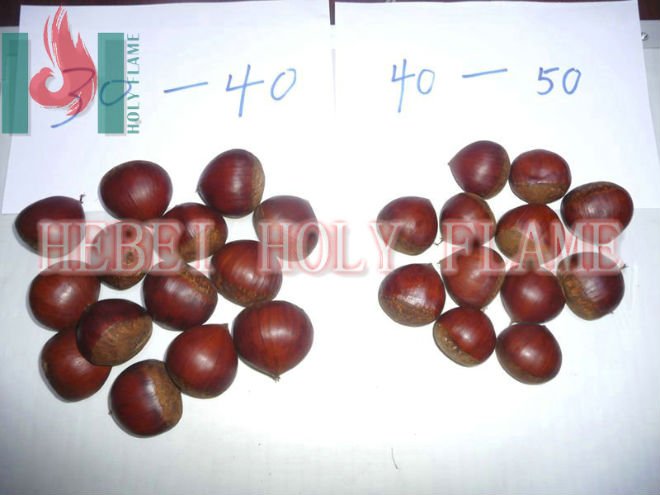 Raw sweet chestnut 30-40,,40-50