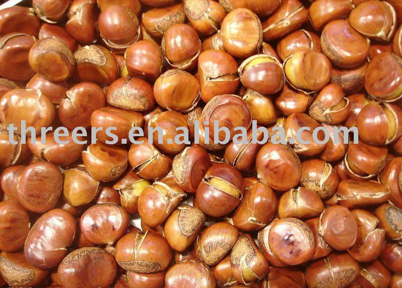 chinese chestnut