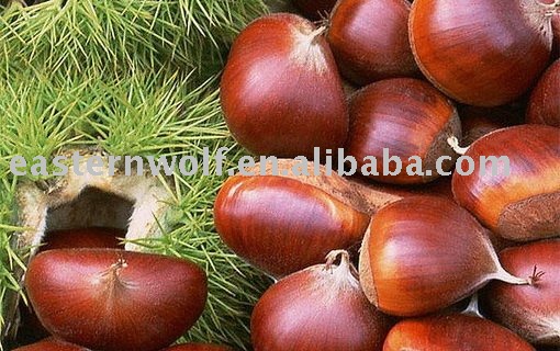Top Quality Fresh Chinese Chestnut