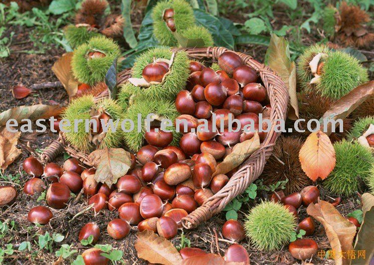 chestnut in shell  in 25kg gunny bag package