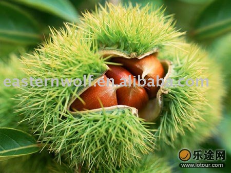chinese chestnut in shell  in 25kg gunny bag package