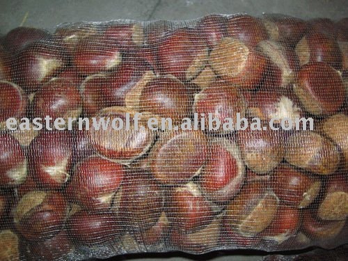 Fresh Big Chestnut in Mesh Bag