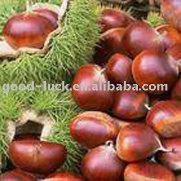 Crop 2009 Fresh Chestnut
