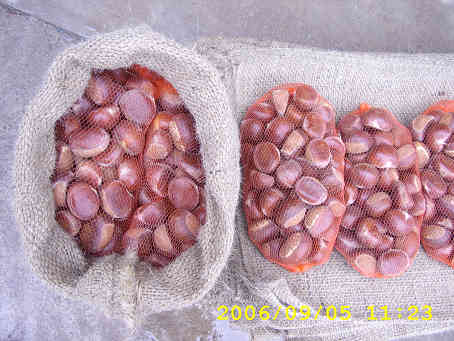 Fresh chestnuts;fresh fuji apple;fresh ya pear
