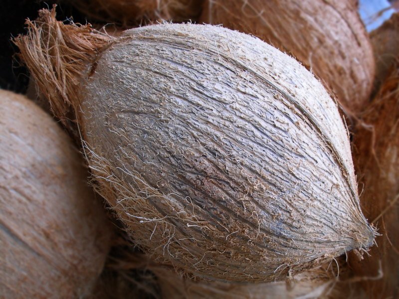 Coconut for sale