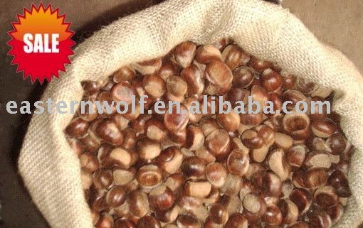 China Fresh Big Chestnut in Mesh Bag Package