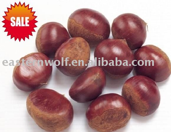 China Big Chestnut in 10KG/Mesh Bag Package