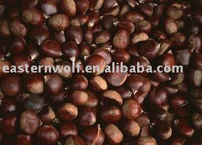 fresh chestnut,top quality.