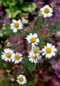 Organic Camomile tea