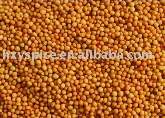 Yellow Mustard seed