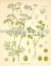 Coriander