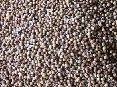 Herb - Dried Aniseed (Phak She Seed)