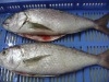 SILVER POMFRET WR