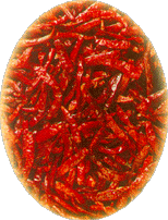 Red Chilly Stemless S4.