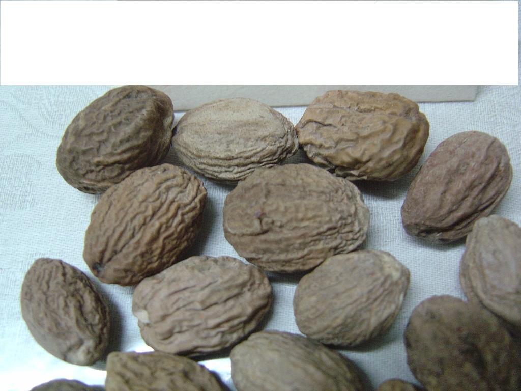 Nutmeg Without Shell, Sound Shrivels